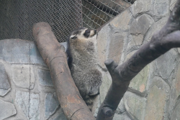 Chuyện hy hữu về chú gấu mèo Mỹ 'vượt biên' sang Việt Nam Ảnh 3