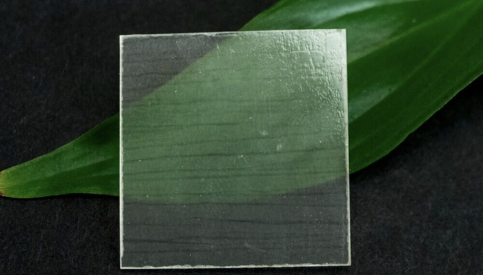 Gỗ trong suốt hứa hẹn sẽ giúp cách nhiệt hiệu quả hơn kính truyền thông 5 lần nếu dùng làm cửa sổ. (Ảnh: USDA Forest Service)