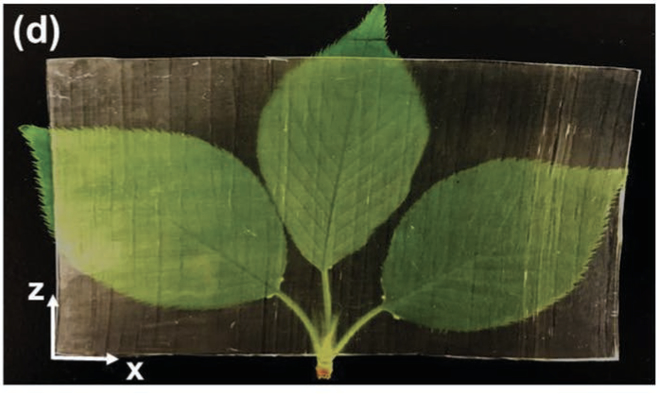  Loại gỗ trong suốt này chịu va đập tốt hơn kính truyền thống. (Ảnh: Junyong Zhu)