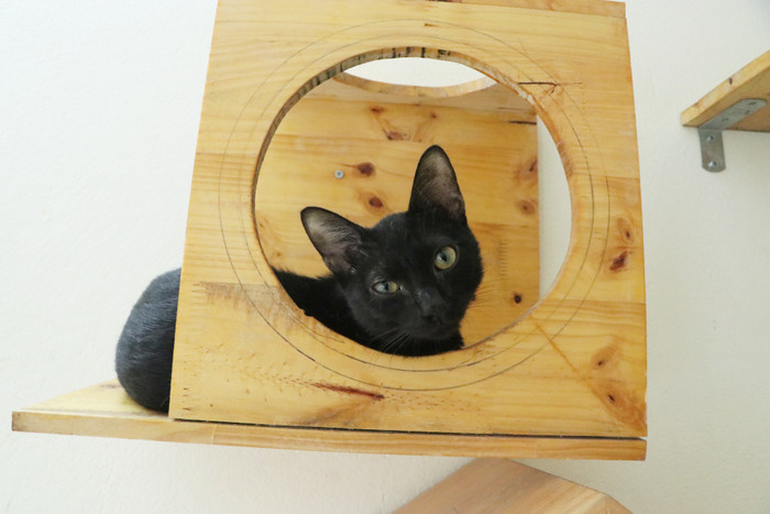 Những chú mèo đáng yêu được Bình chăm sóc, tắm rửa, cắt tỉa lông móng mỗi ngày.