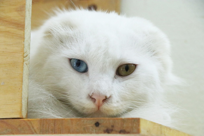 Chú mèo dị tật hai mắt khác nhau, không tai được bình mang về nuôi.