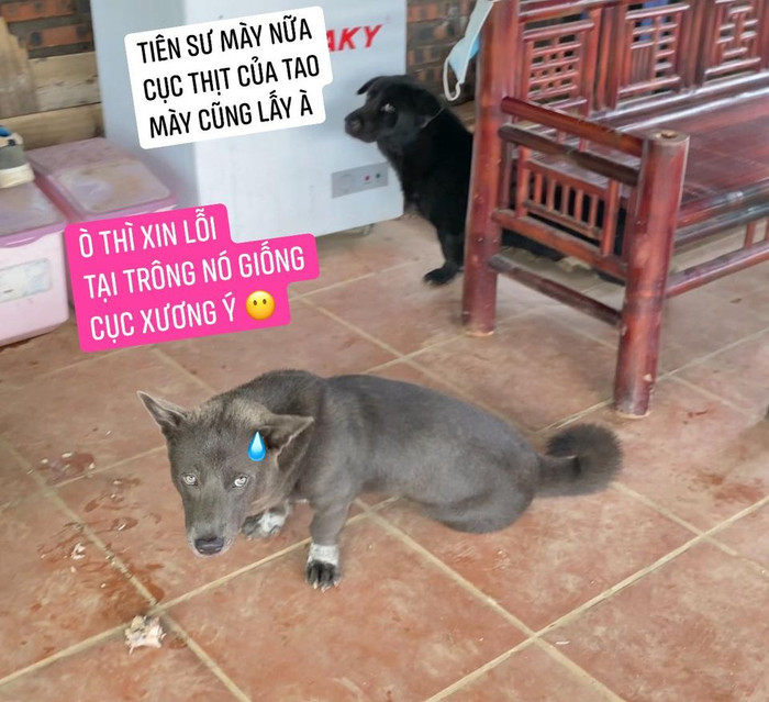 Hiện tại, chú chó Nguyễn Văn Dúi đang sở hữu một Fanpage riêng có lượng người theo dõi khủng.