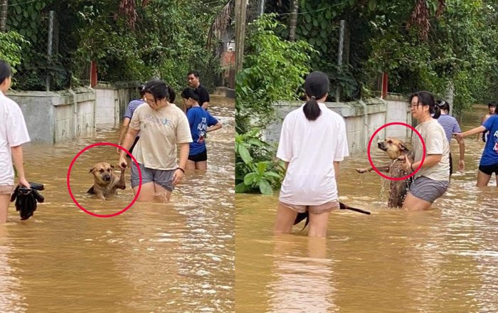 Góc đáng yêu: Nước lũ dâng ngập người, chú chó vẫn nũng nịu đòi chủ cõng trên lưng mới chịu đi Ảnh 2