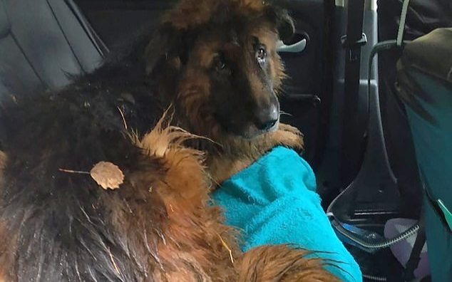 Chó tự đào mộ tìm người cứu sau khi bị chủ chôn sống Ảnh 2