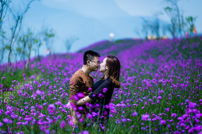 Những cánh đồng hoa tím ngắt, thơ mộng giữa Sa Pa.