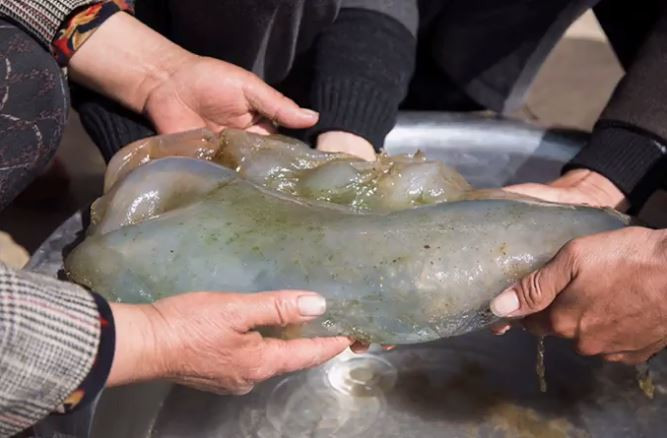 Khối bầy nhầy có tính đàn hồi, trong như thạch. Ảnh: Sina.