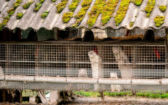 Đan Mạch tiêu hủy hơn 1 triệu con chồn vì COVID-19 Ảnh 2