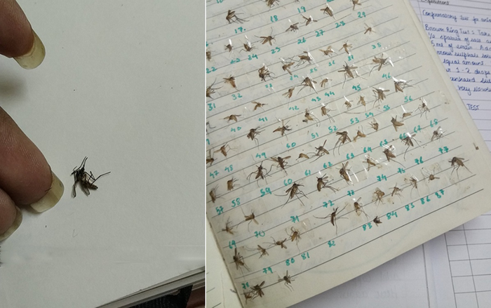 'Cáu tiết' vì bị đốt quá nhiều, cô gái bắt cả đám muỗi rồi ép xác khô, đánh số thứ tự ngay ngắn Ảnh 2