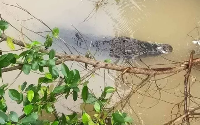Người dân miền Tây bắt được cá sấu đang 'dạo chơi' trên sông Ảnh 2