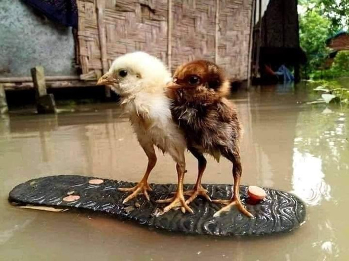 Hình ảnh gây xúc động khi những vật nuôi ở miền Trung cũng khốn đốn vì bão