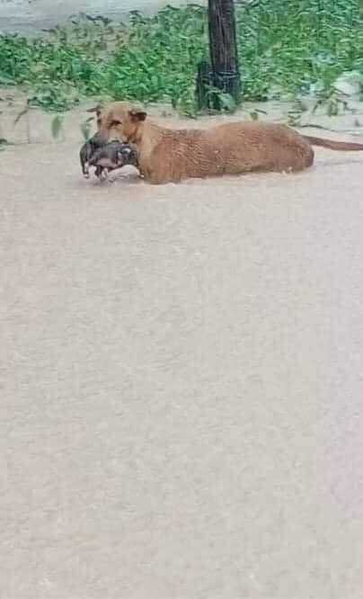 Chó mẹ tha con 'lội lụt' khiến ai nấy xót xa