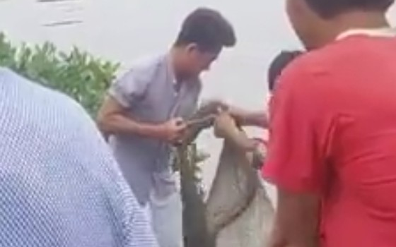 Phát hiện cá sấu nghi sổng chuồng vào trong vuông tôm Ảnh 2