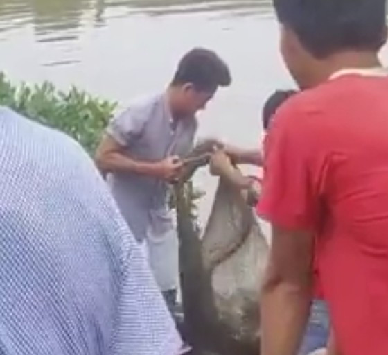 Người dân vây bắt được con cá sấu. Ảnh cắt từ clip
