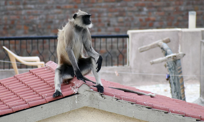Bị bầy khỉ truy đuổi, bé gái ngã từ trên sân thượng tử vong Ảnh 6