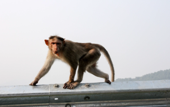 Bị bầy khỉ truy đuổi, bé gái ngã từ trên sân thượng tử vong Ảnh 2