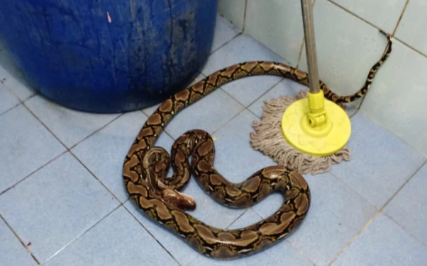 Đang ngồi trên bồn cầu, người phụ nữ tá hỏa phát hiện bị trăn khổng lồ cắn Ảnh 2