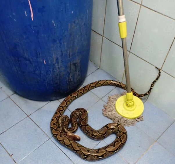 Con trăn dài hơn 2 mét trong nhà vệ sinh của Boonsong Plaikaew.