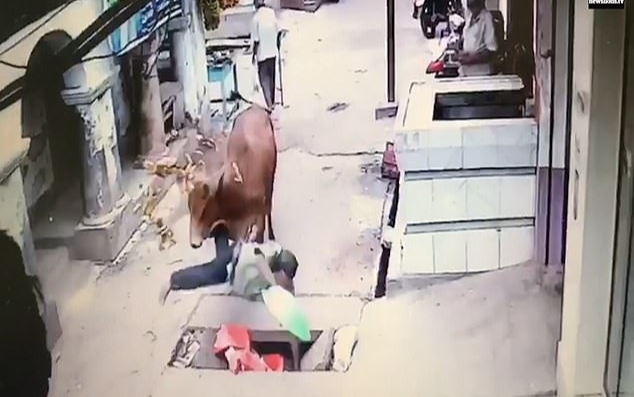 Đang thong dong đi trên đường thì bị bò hất bay xuống cống, người đàn ông không dám kêu ca nửa lời vì lý do này Ảnh 2