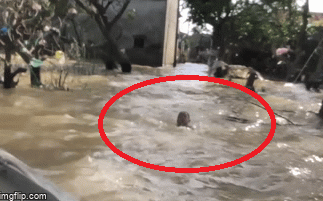 Clip: Bé trai nỗ lực vẫy vùng trong dòng nước lũ để tiến đến gần thuyền cứu trợ gây xúc động mạnh Ảnh 2
