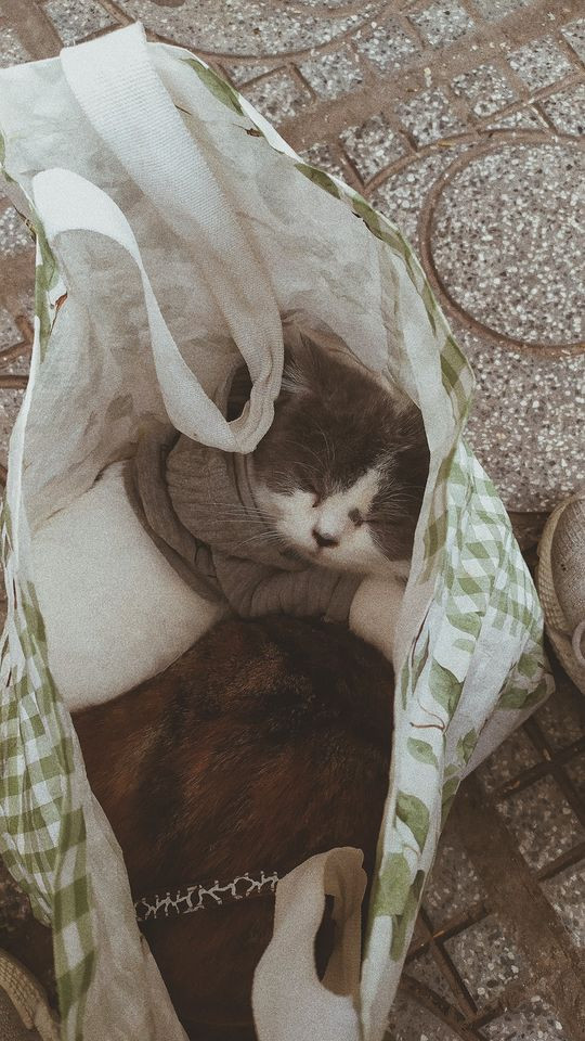 Một bé mèo khá nhát nên anh Tuyên phải ẵm trên tay.