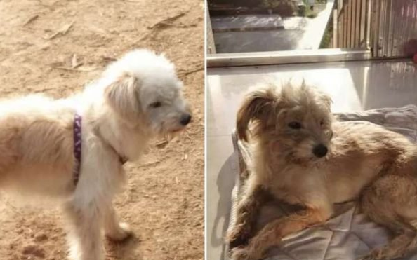 Chú chó trung thành đi bộ 60 km trong 26 ngày về nhà sau khi bị chủ bỏ quên Ảnh 2