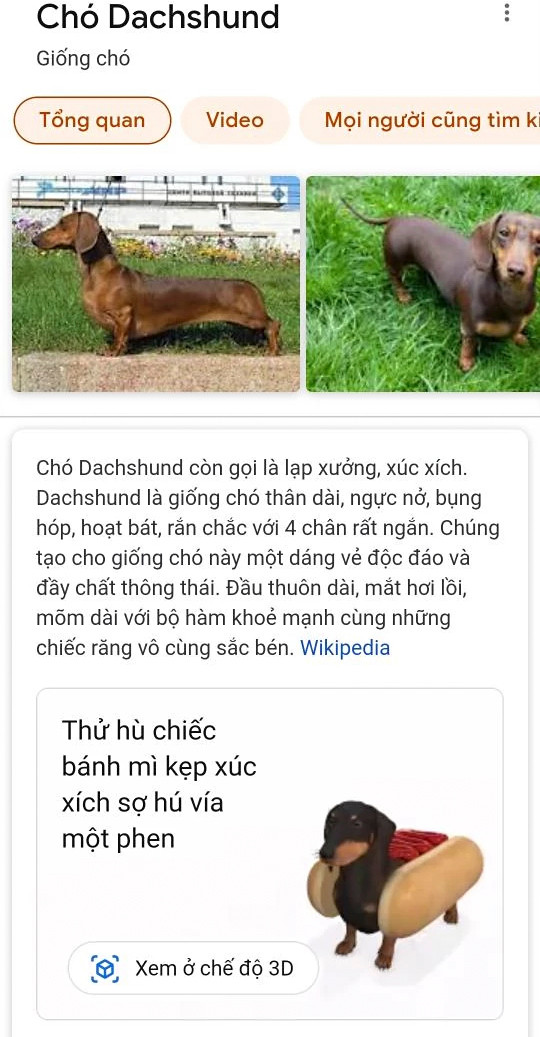 Chó lạp xưởng (chó Dachshund hoặc hot dog).