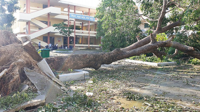 Cây cổ thụ trong sân trường ĐH Phạm Văn Đồng bị bật gốc. Ảnh: PLO