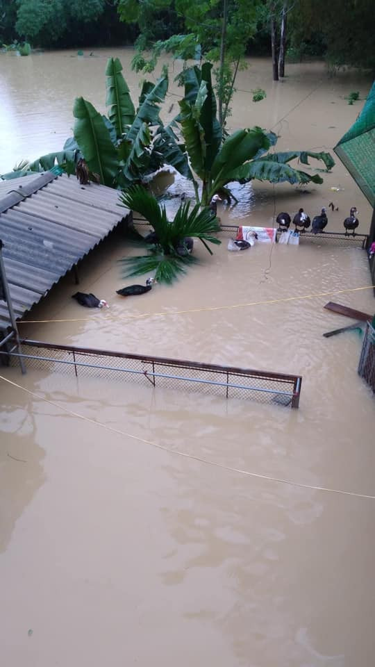 Gia súc, gia cầm không có nơi trú ngụ