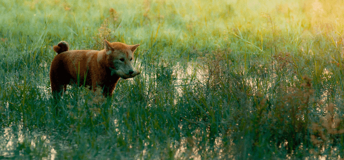 Ekip 'Cậu Vàng' đăng đàn xin lỗi nhưng khán giả vẫn đòi tẩy chay, kèo này phim toang thật rồi ông giáo ạ! Ảnh 3