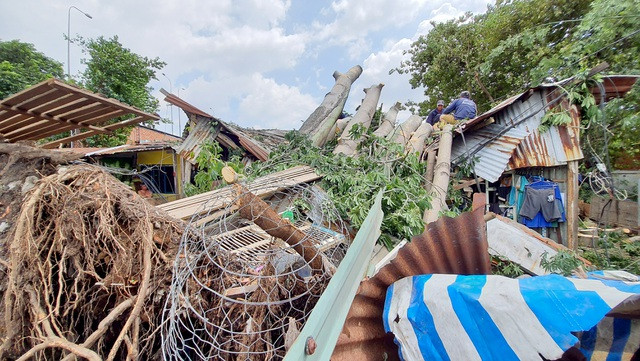 Cây cổ thụ hơn 50 năm tuổi bật gốc, đè vào dãy phòng trọ. Ảnh: Dân Trí