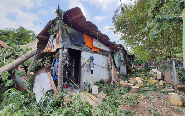 Cây cổ thụ hơn 50 năm tuổi bật gốc đè dãy phòng trọ ở Sài Gòn, mẹ ôm con nhỏ chạy thoát thân Ảnh 2