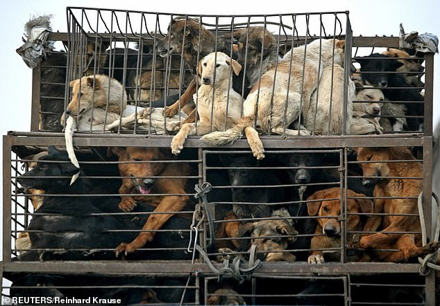 Theo báo cáo, mỗi năm có khoảng 10 triệu chú chó bị giết thịt ở Trung Quốc.