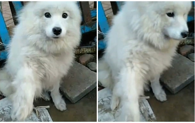 Chú chó chờ bị giết thịt ở chợ giơ chân 'cầu cứu' người đi đường Ảnh 2