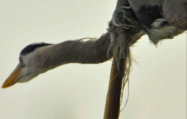 Cận cảnh phần cổ của con chim diệc khi bị lươn chui ra.