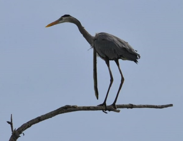 Con chim diệc xanh đậu trên cành cây khi bị con lươn biển chui ra khỏi cổ. 