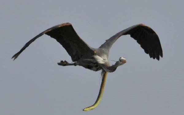 Khoảnh khắc con lươn xé toạc cổ họng của kẻ săn mồi, cố gắng trốn chạy khi đang bay trên trời Ảnh 2