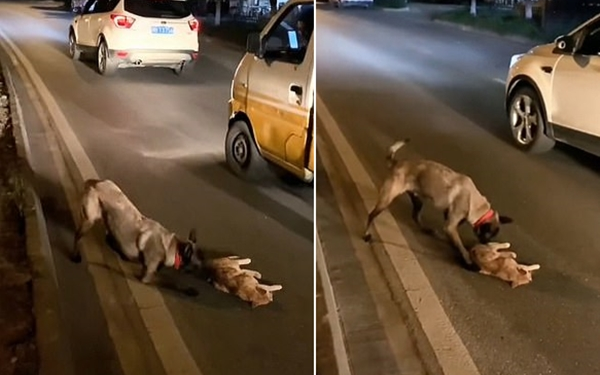Chú chó cố gắng đánh thức mèo con đã chết vì tai nạn giao thông, tuyệt vọng kéo bạn vào lề đường Ảnh 2