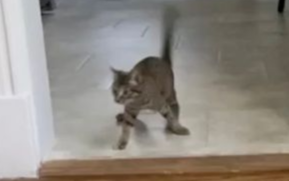 Chú mèo khuyết tật khiến mạng xã hội 'tan chảy' bởi nghị lực phi thường Ảnh 2