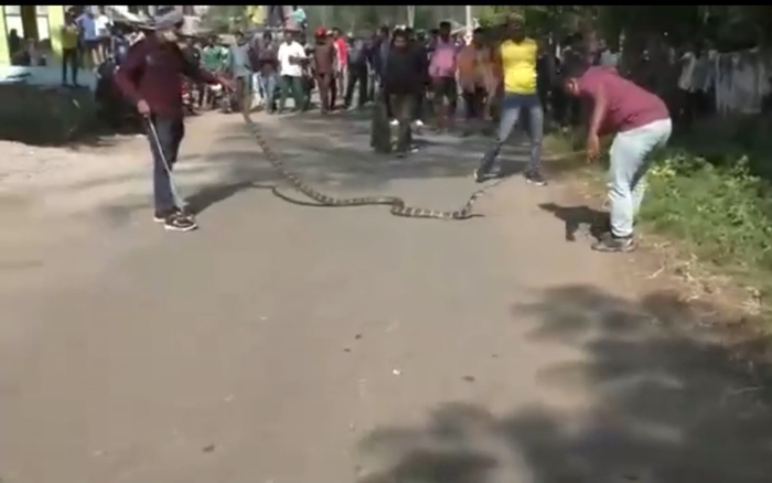 Người dân hào hứng xem bắt rắn hổ mang 'khổng lồ' ngay trước cổng trường tiểu học Ảnh 2