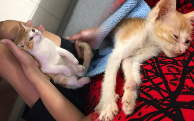 Chú mèo Lạc Lạc nổi tiếng nhờ màn đóng vai em bé sơ sinh lên báo nước ngoài Ảnh 2