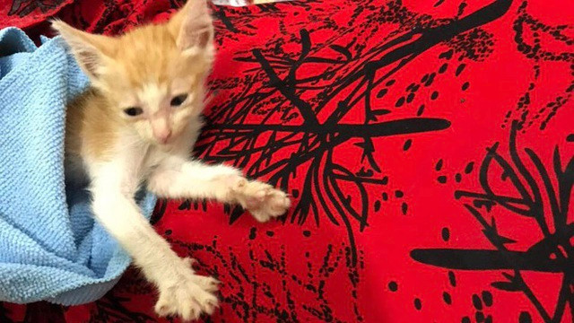 Chú mèo Lạc Lạc được gia đình anh Vinh Quang chăm sóc cẩn thận.