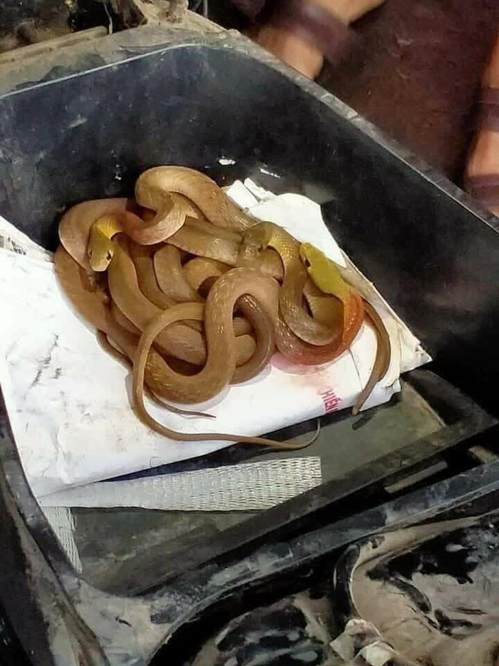 Dân tình đoán rằng những con rắn này ẩn nấp trong cốp xe do cơn ngập lụt nặng nề sau cơn bão số 12