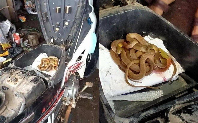 Mang xe đi sửa sau khi lũ rút, người dân hoảng hồn phát hiện một ổ rắn quấn chặt trong cốp xe Ảnh 2