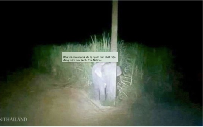 Bị phát hiện vào làng trộm mía, chú voi con nhanh trí núp sau cột điện khiến dân mạng 'lụi tim' Ảnh 2