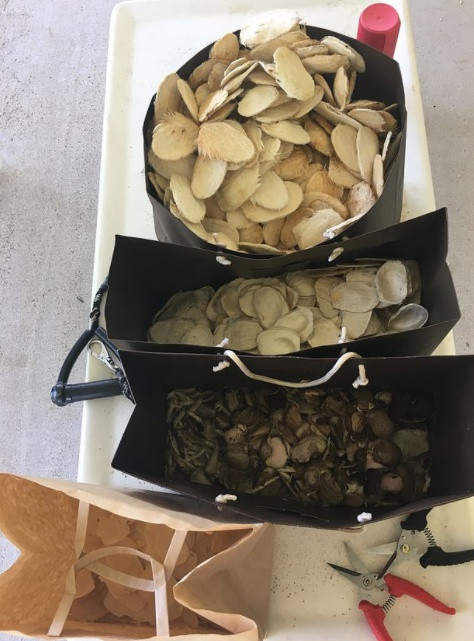 Cô gái Úc thu thiết kế váy dạ hội từ 700 quả xoài gây xôn xao Ảnh 7