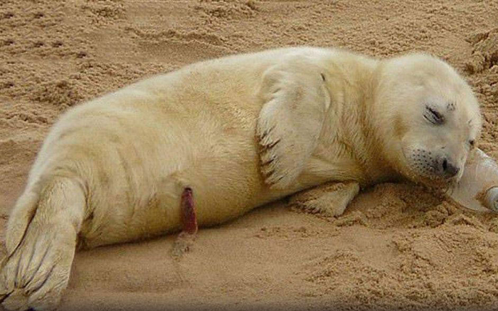 Lấy chai nhựa làm gối say sưa ngủ trên bãi biển, chú hải cẩu 'đốn tim' dân mạng với khoảnh khắc đáng yêu Ảnh 2