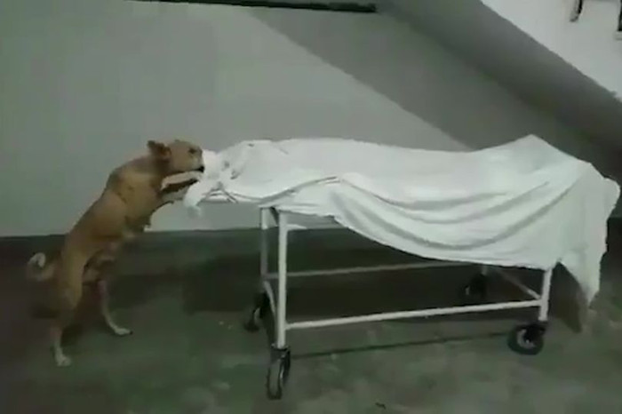 Hình ảnh con chó hoang đang gặm xác cô bé 13 tuổi trong nhà xác bệnh viện gây ám ảnh.