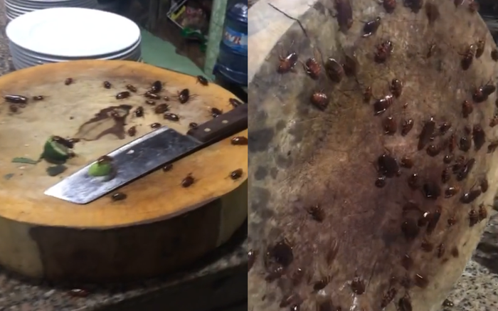 Kinh hoàng căn bếp có gián bò lổn ngổn, bâu chặt tấm thớt Ảnh 2