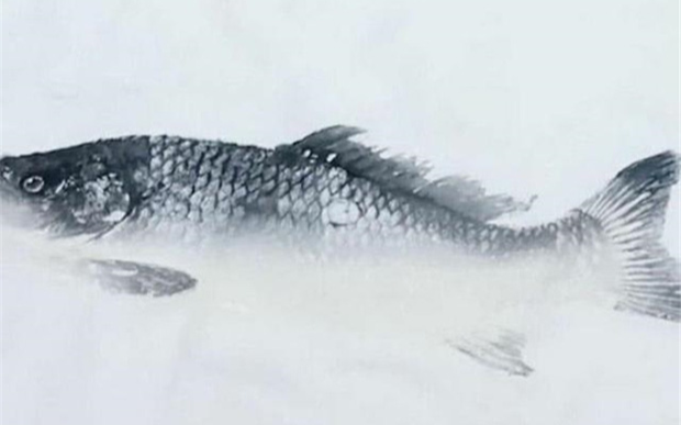 Nghe cháu trai kể về bài tập vẽ cá vào tranh, ông nội tức tốc ra chợ mua 'mẫu' về nhà và cái kết bất ngờ Ảnh 2