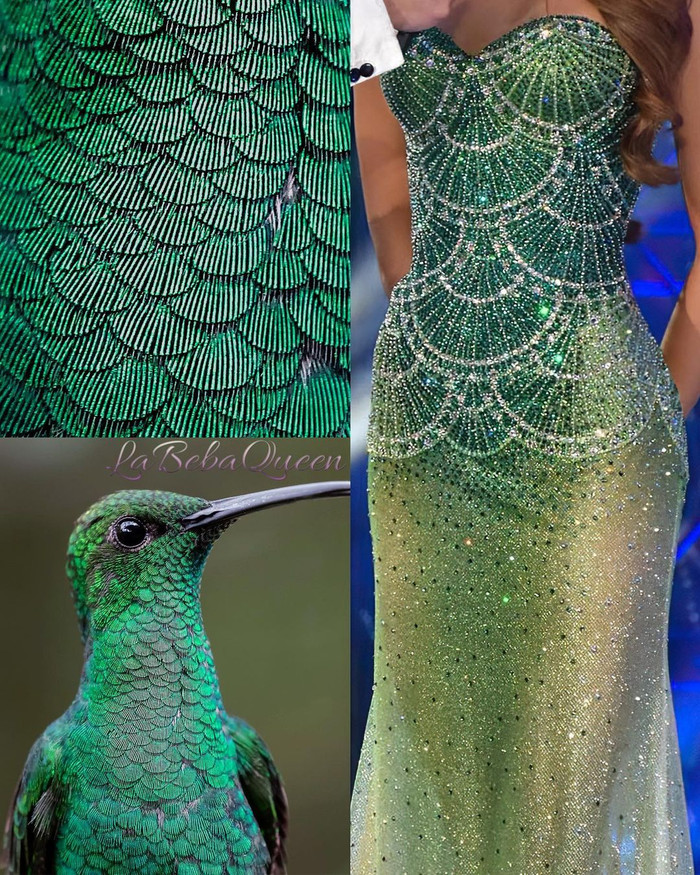 Đây là loài chim quý hiếm của đất nước Colombia.